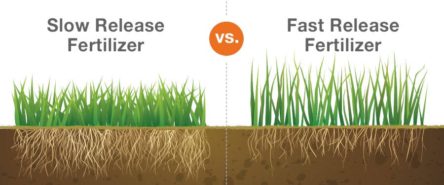 Slow vs Fast Release Fertilizer graphic