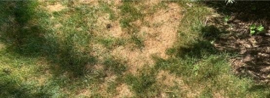 Lawn_Disease_QA_Thumbnail555x201-min.jpg