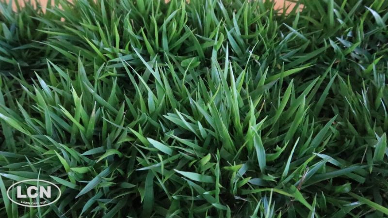 zoysia grass