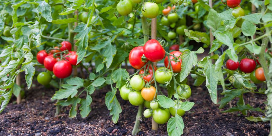 tomatoes growing in the garden