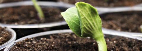 Growing plant A green plant in a pot just beginning to grow.
