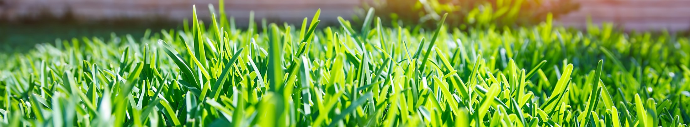 close up green healthy grass
