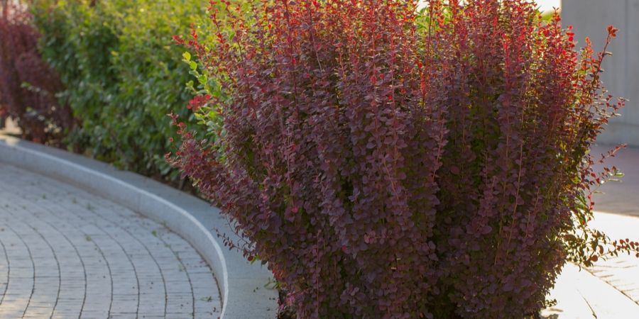 Invasive Barberry