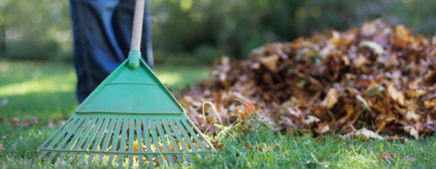 Raking Leaves in the Fall