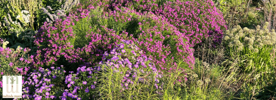 MM_Rain_pest_disease_plant_pollinator_garden_555_x_201_px-min.png