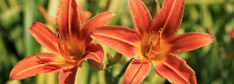 DAYLILIES