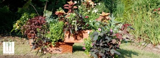 MM_Planting_Plants_Container_large_container__555_x_201_px-min.jpg