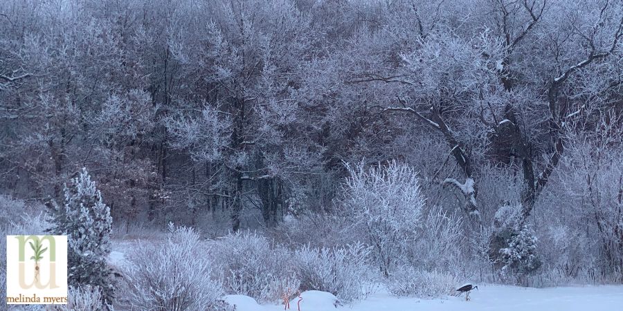 winter landscape with trees and bushes