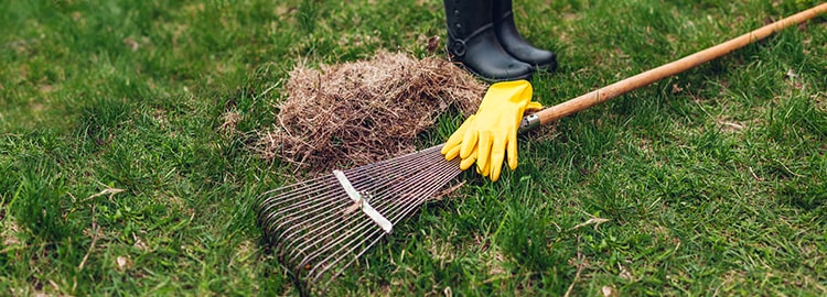 dethatching a lawn
