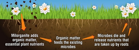 how milorganite works graphic