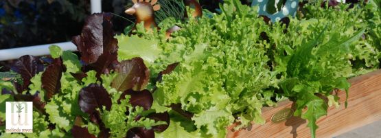 MM_make_salad_lettuce_thumbnail__555__201_px-min.jpg