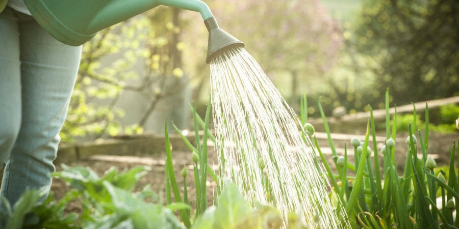 watering can watering a garden