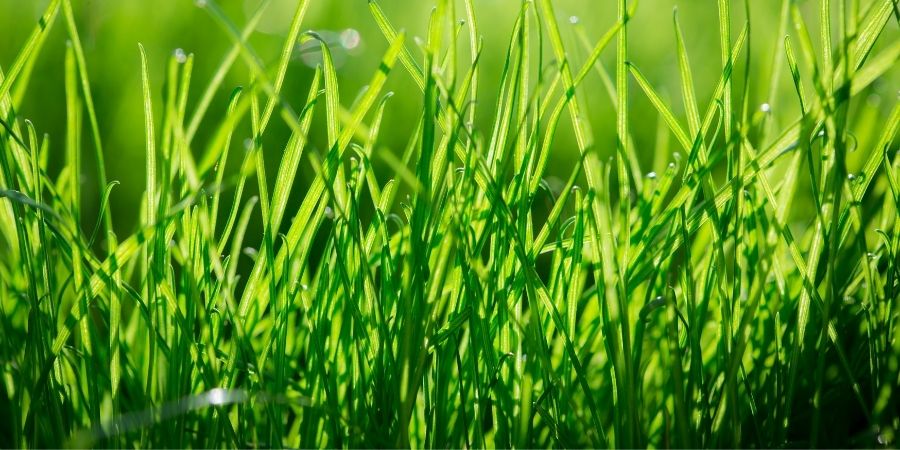 green grass in yard