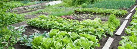 A bright green properly fertilized vegetable garden. 