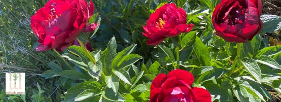 MM_flower_care_peony_no_stalking_needed_555__201_px-min.jpg