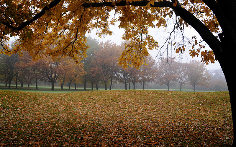 dormant fall tree with brown leaves