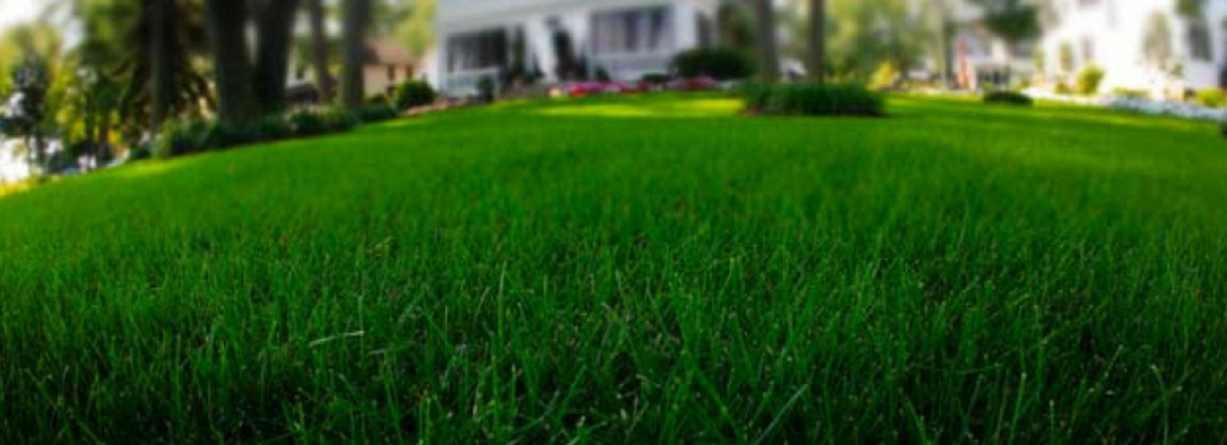GreenGrassCloseup555x201-min.jpg