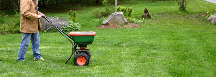 man using grass seed spreader on lawn