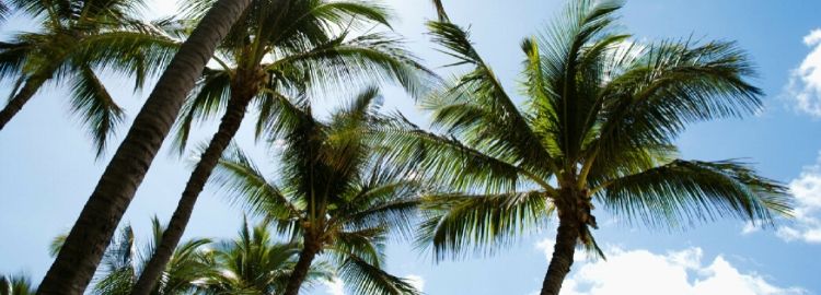 palm trees under blue sky