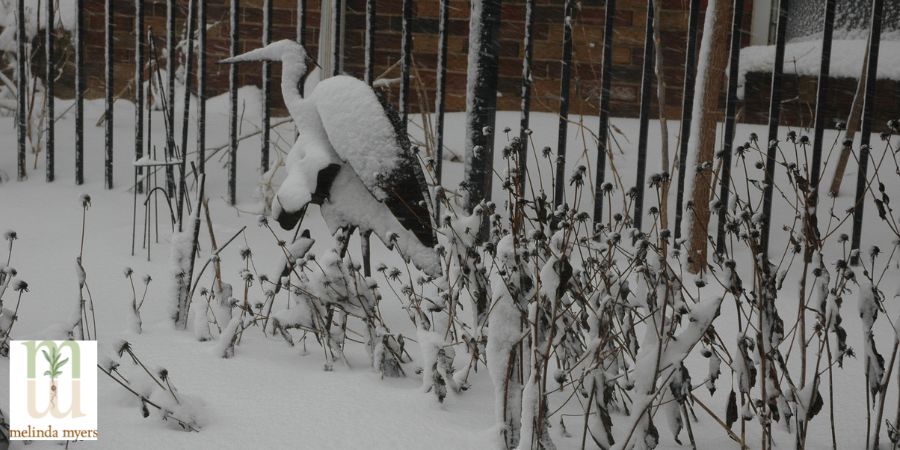 cone flower seed-heads in winter