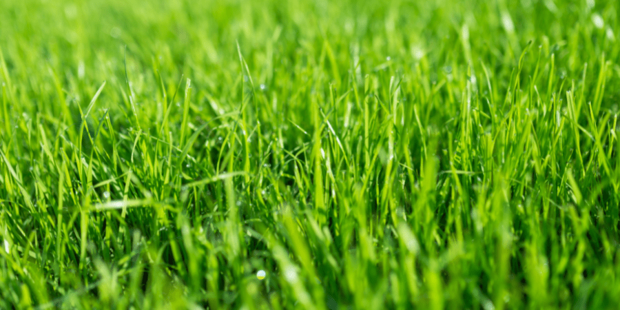 green grass