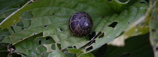 Snail-Plant-Damage555x201-min.jpg