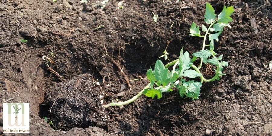 tomato plant being planted in trench