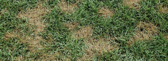 Pythium555x201-min.jpg