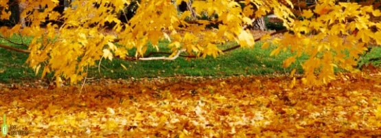 FallLeaves_JG_555x201-min.jpg