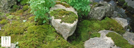 MM_moss_555_x_201_px.webp