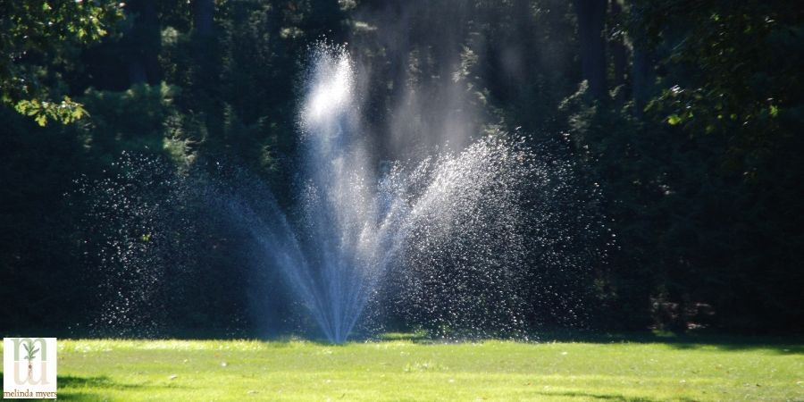 Garden and Lawn watering Do's and don'ts sprinkler