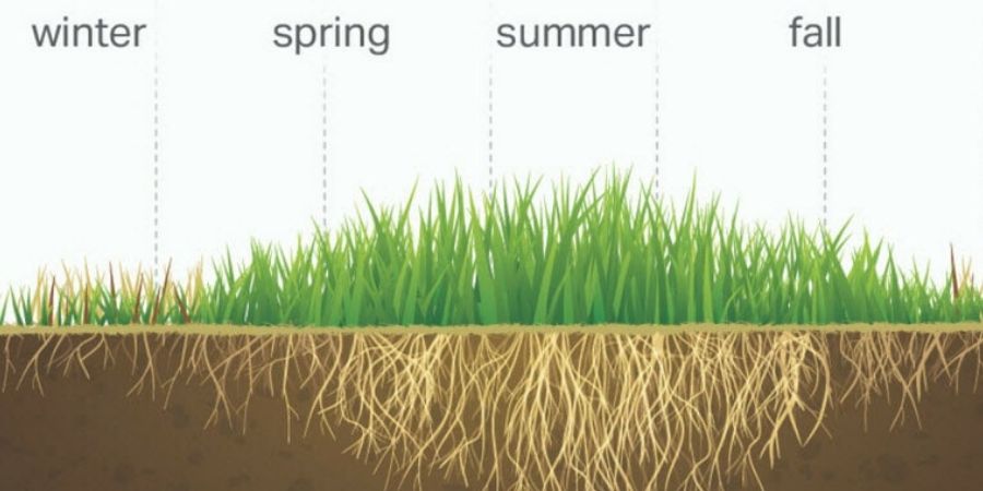 cool grass root growth cycle