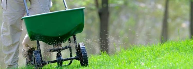 man spreading grass seed