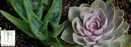 MM_Succulents_Thumbnail555x201-min.jpg