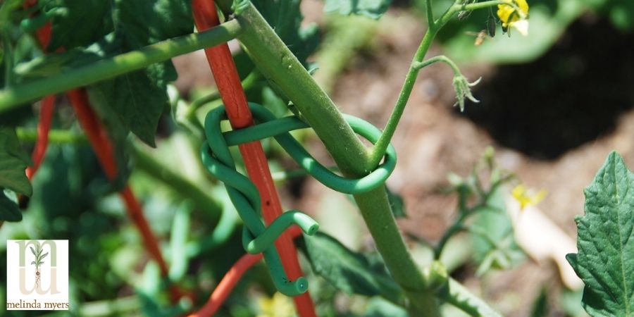 tying tomato stem