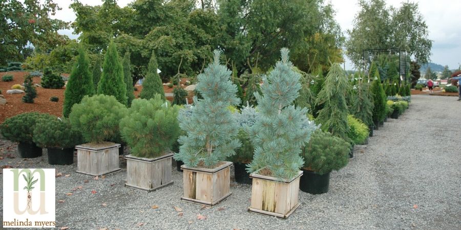 trees and shurbs at a nursery 