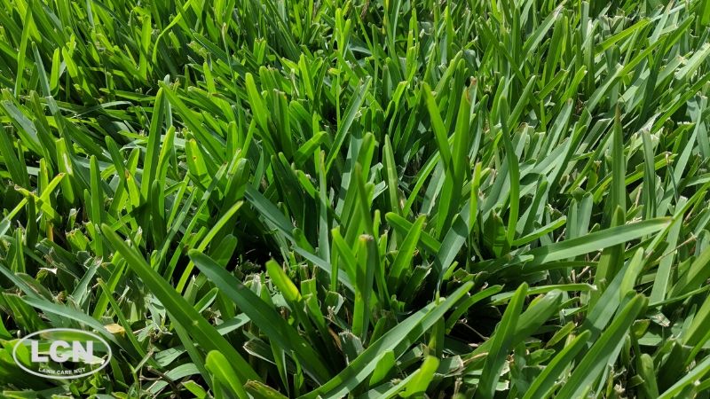 St. Augustine grass credit the lawn care nut