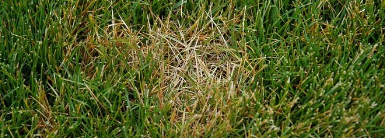 Lawn grass diseases