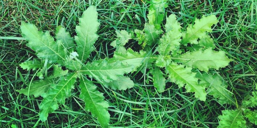 weeds in green grass