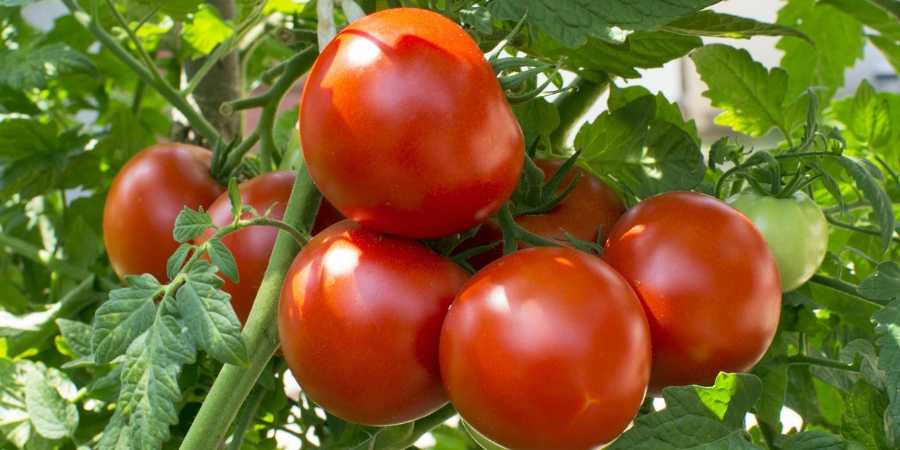 tomatos in a basket