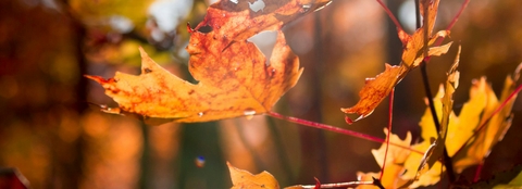 yellow leaves falling to the ground