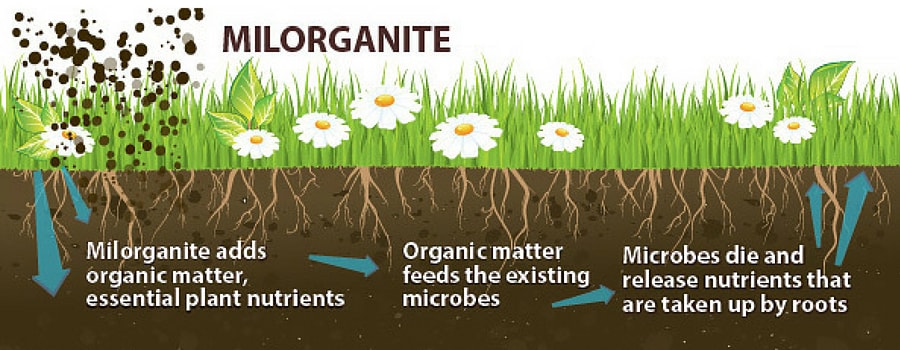 How Milorganite Works in the soil