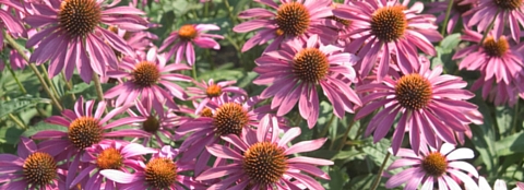 Purple flowers Bright purple flowers in a flower garden.