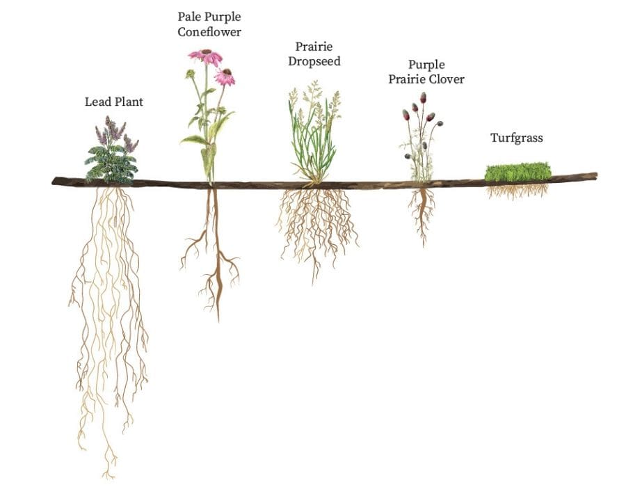 root lengths of native plants
