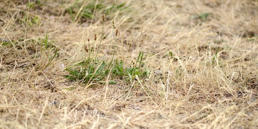 dry brown drought grass