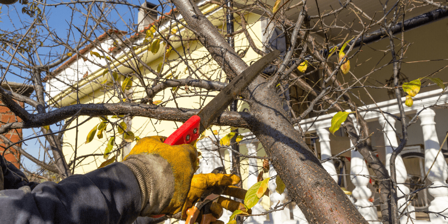 man pruning a winter tree