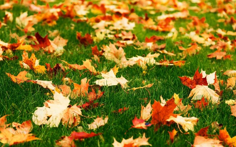 orange fall leaves on grass
