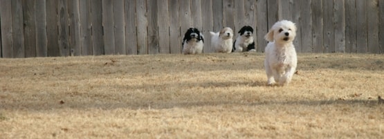 four small white dogs running on dormant grass