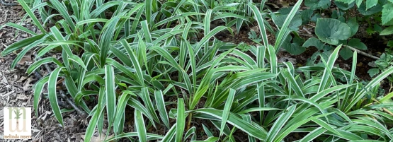 MM_sedge_555_x_201_px.webp