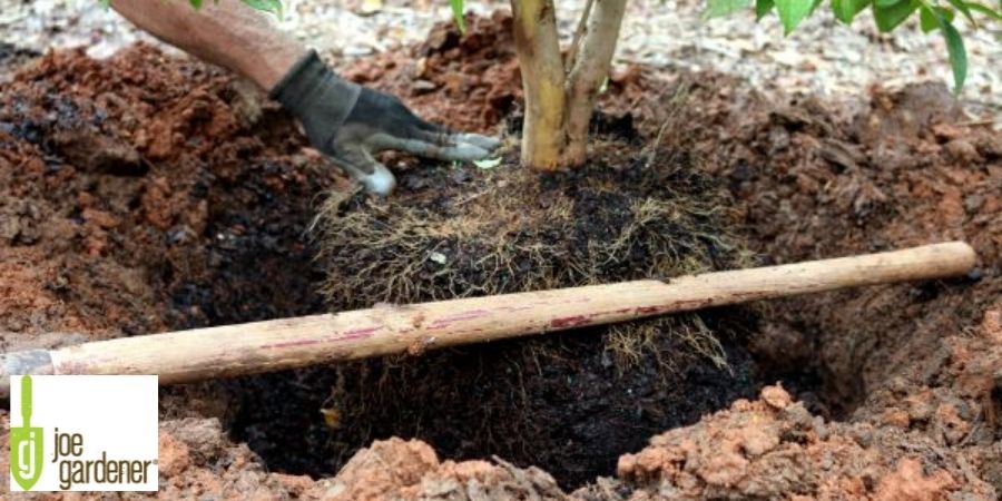 measuring depth of hole for tree